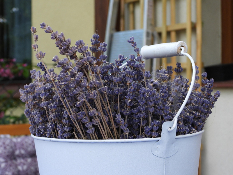 lavender-5272306_1280