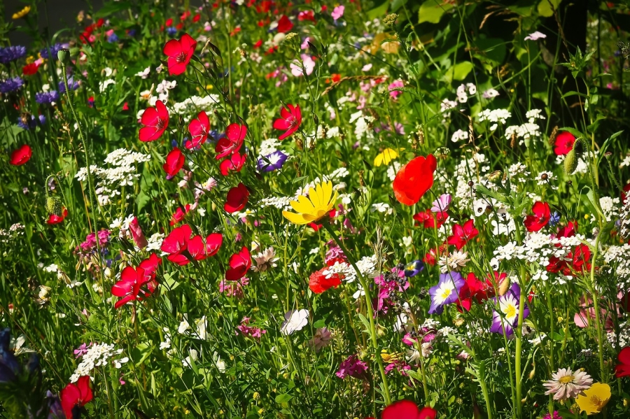 Sommerwiese